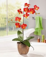 Dekorativní - Orchidej