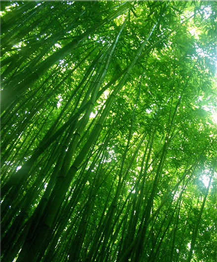 Pikrvky a Polte - Bambus - Bamboo Green